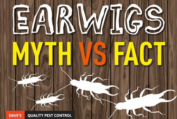 Earwigs: Myth vs Fact