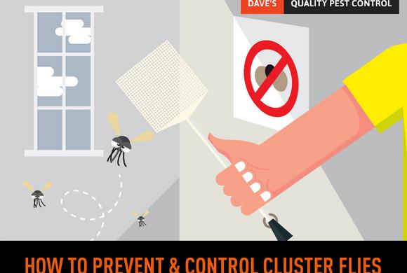 Cluster Flies in Ontario