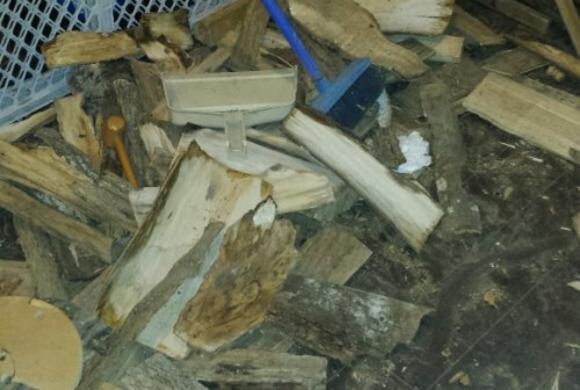 Carpenter Ants in Firewood