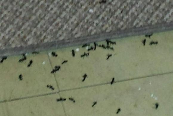 Carpenter Ants
