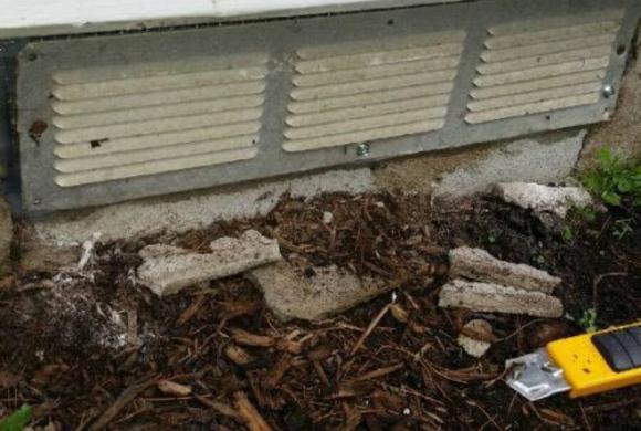 Repair of Rodent Damage