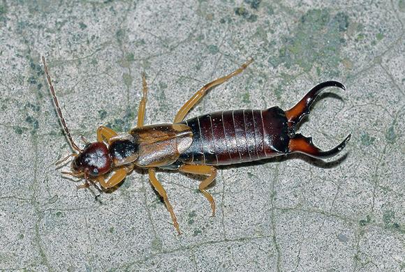 Earwig Control