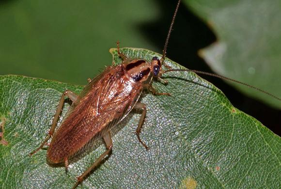 German Cockroach
