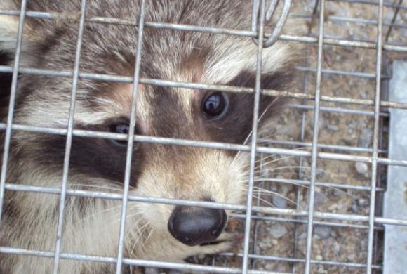 Northumberland Pest Control