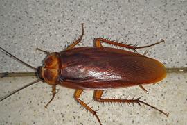 American Cockroach