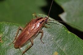 German Cockroach
